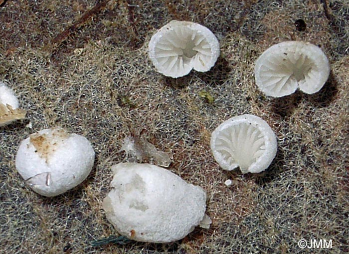 Crepidotus epibryus = Crepidotus pubescens = Crepidotus herbarum